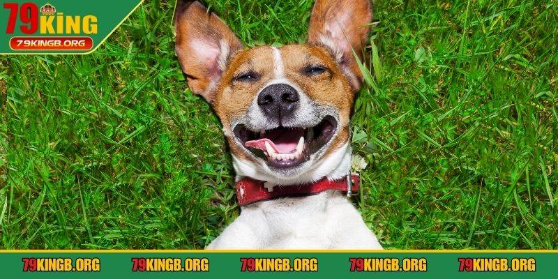 Thấy chó trong giấc mộng báo hiệu điềm lành