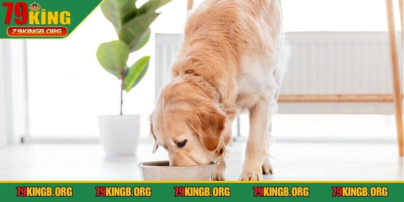 Giấc mộng tạo nên bộ số bí ẩn khi bạn cho chó ăn
