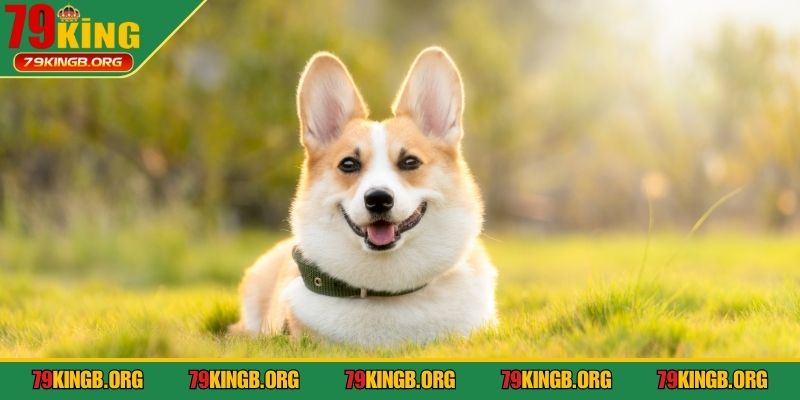Mơ thấy chó đánh con gì trường hợp chúng bị rượt